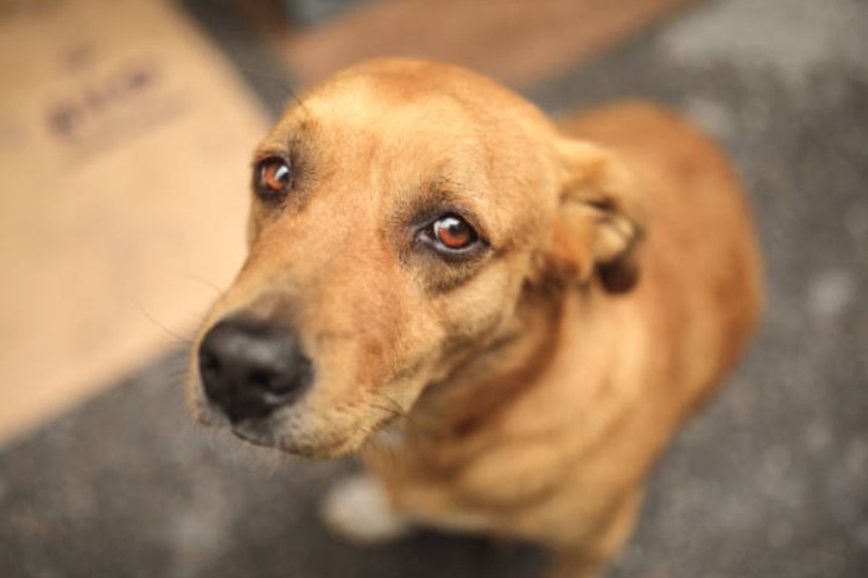 Duas pessoas investigadas por maus-tratos contra animais em Curitiba são denunciados pelo MPPR Duas pessoas investigadas por maus-tratos contra animais em Curitiba são denunciados pelo MPPR