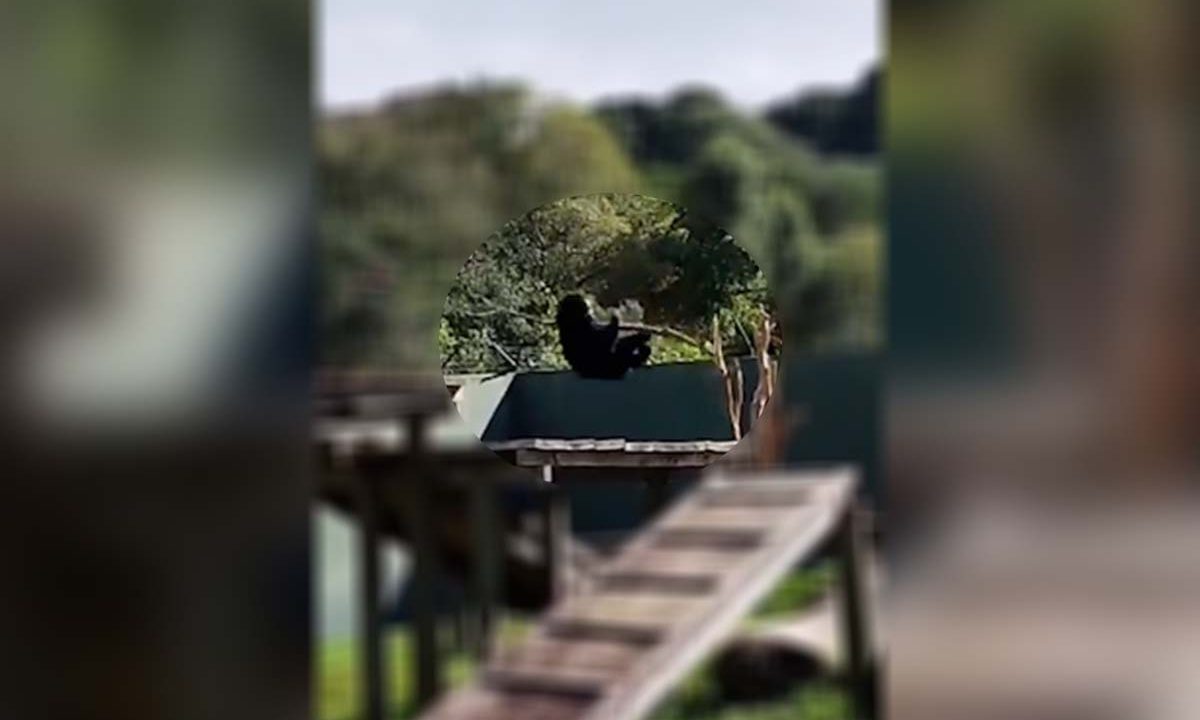 Zoológico de Curitiba