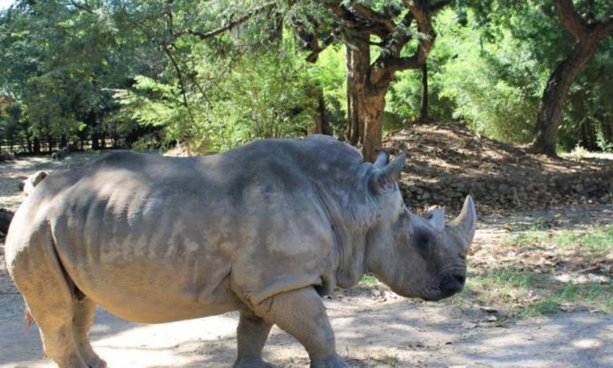 Animal já havia superado a expectativa de vida, e lutava contra uma conjuntivite alérgica crônica e outras doenças relacionadas a idade avançada - Foto: Suziane Brugnara/PBH