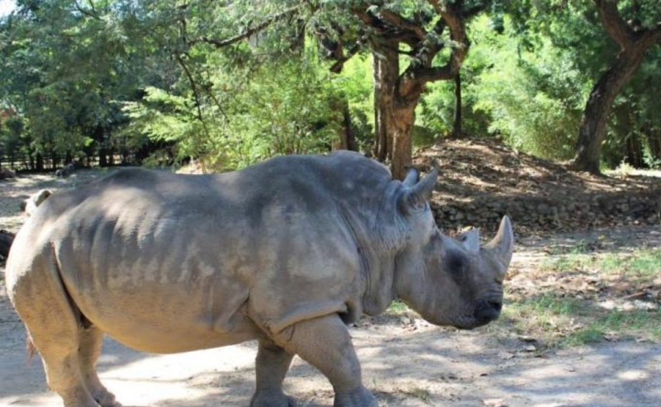 Animal já havia superado a expectativa de vida, e lutava contra uma conjuntivite alérgica crônica e outras doenças relacionadas a idade avançada - Foto: Suziane Brugnara/PBH