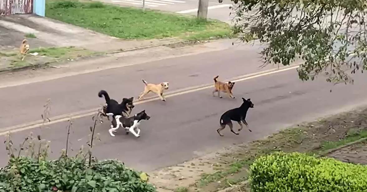 cães gatos ruas Curitiba