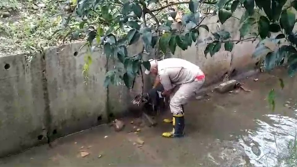 Resgate cachorro Cajuru