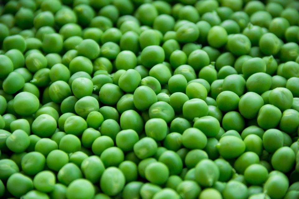 ervilha-intestino-preso