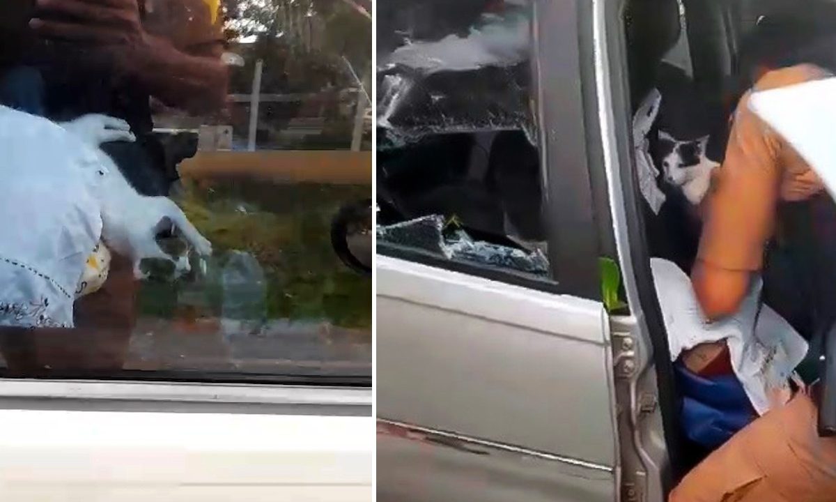 gata-resgatada-carro-matinhos