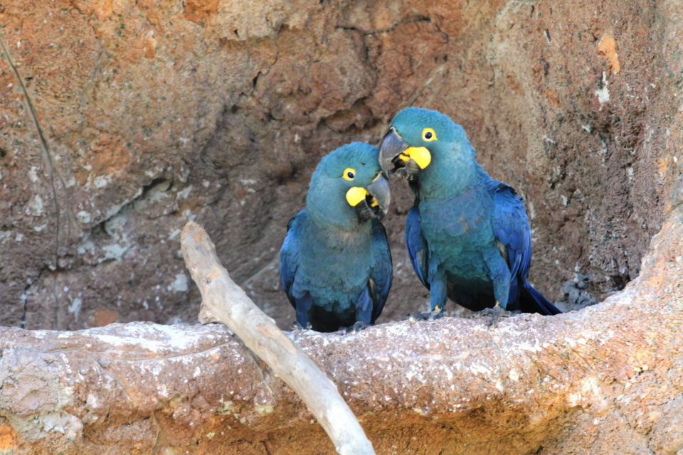 arara-azul-de-lear