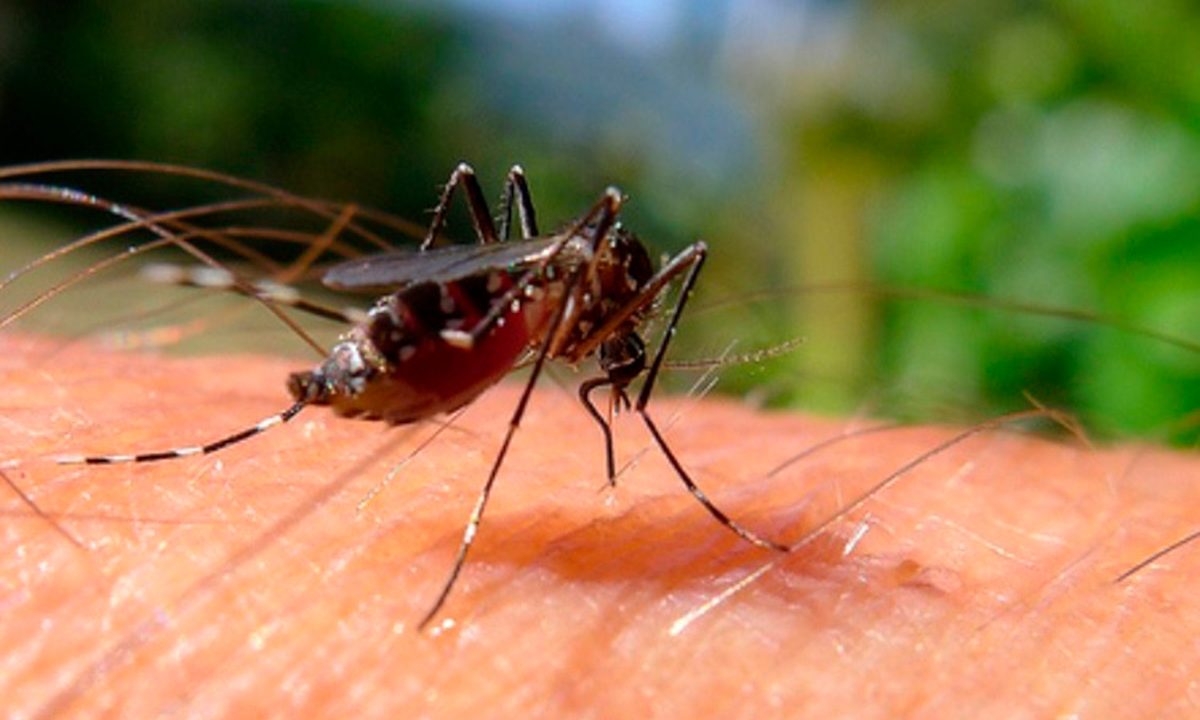 dengue-problemas-neurologicos