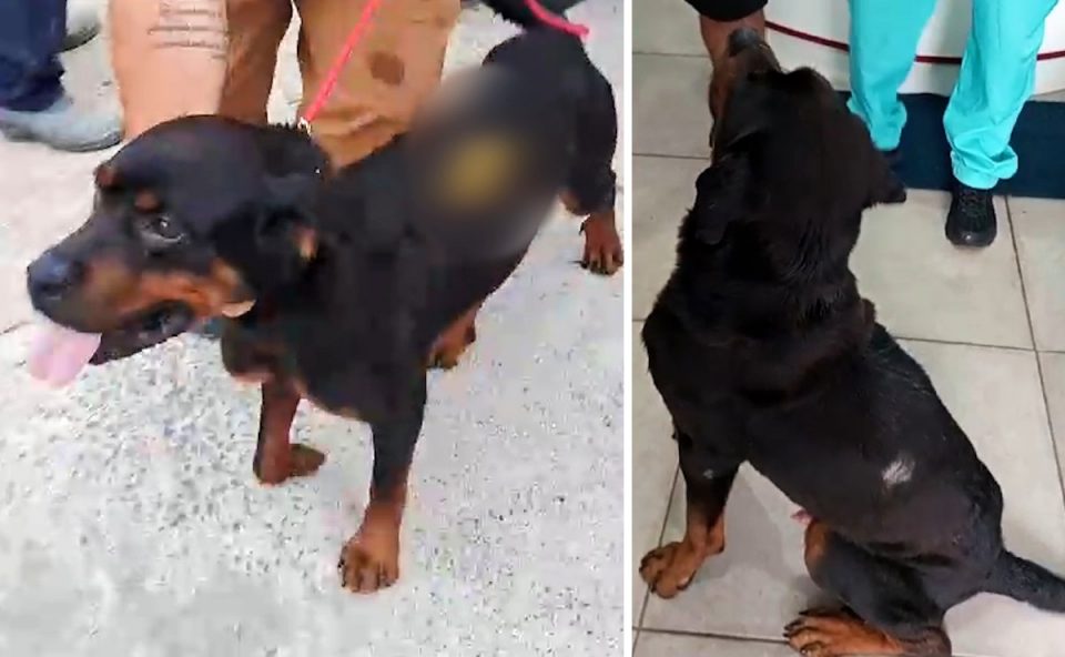 rottweiler-reviravolta-fazenda-rio-grande