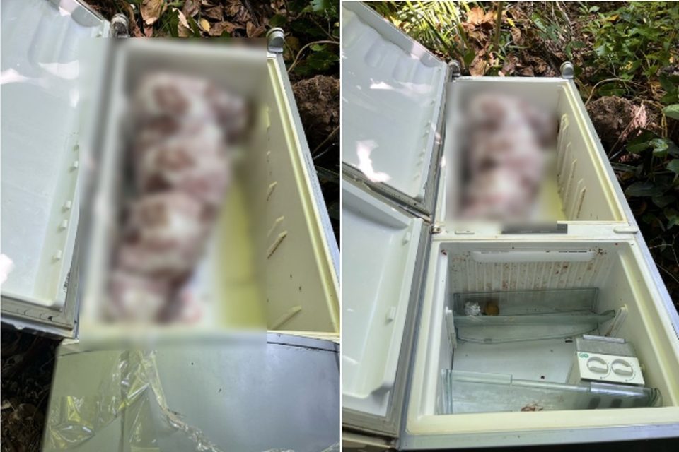 corpo