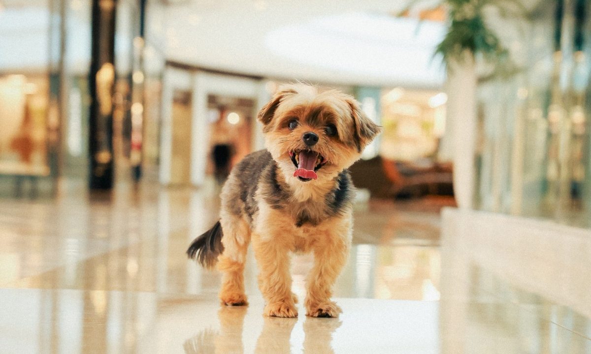 dog wekeend
