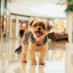 dog wekeend