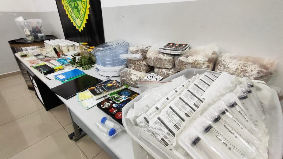 laboratório cogumelos alucinógenos