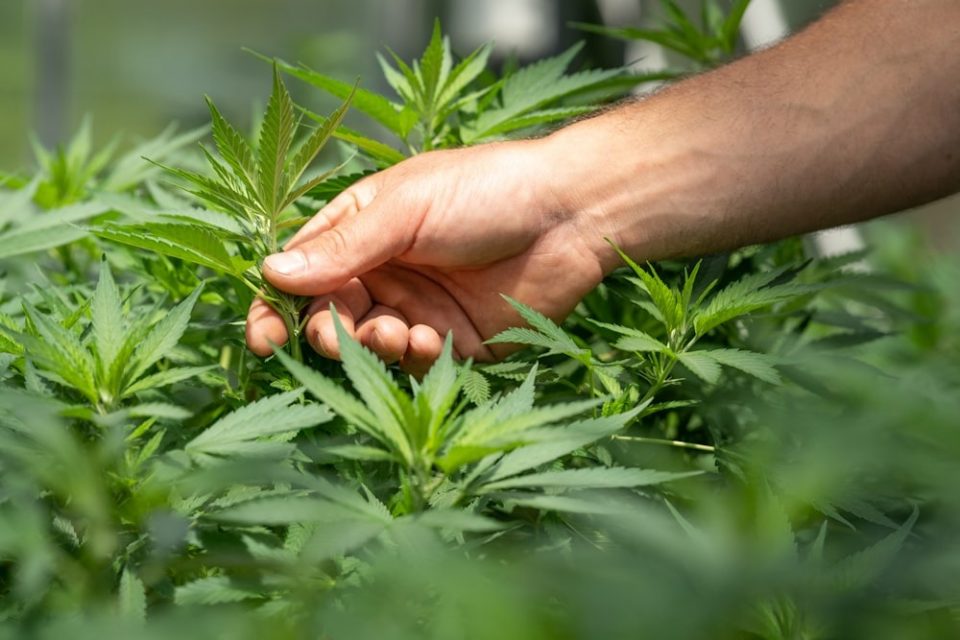 Uso de maconha em casa aumenta intoxicação de crianças expostas, mostra estudo