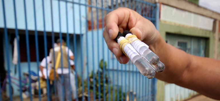 dengue