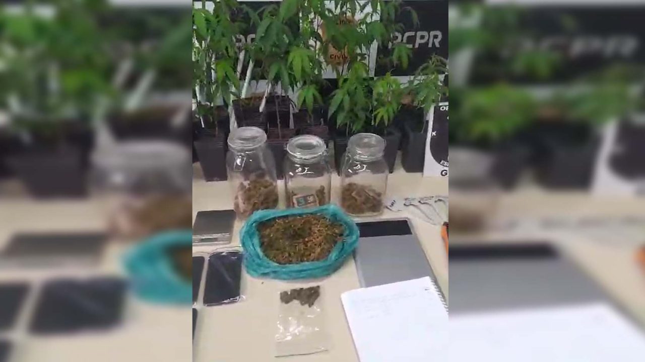 estufa-maconha-barrerinha-curitiba