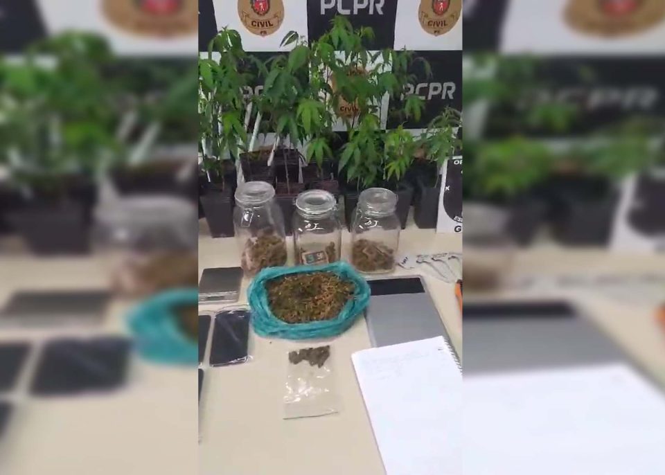 estufa-maconha-barrerinha-curitiba