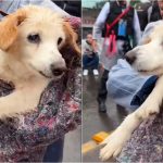dog-nadando