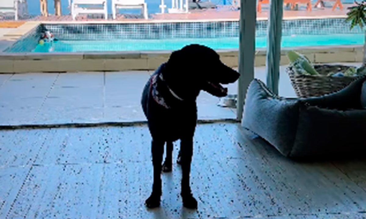 pedro-scooby-adota-cachorro-rio-grande-do-sul-1