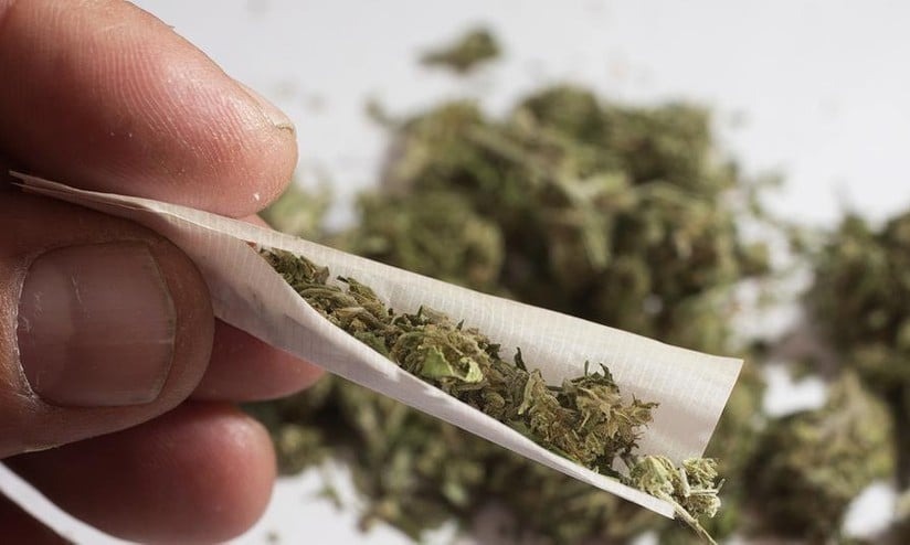 maconha-2