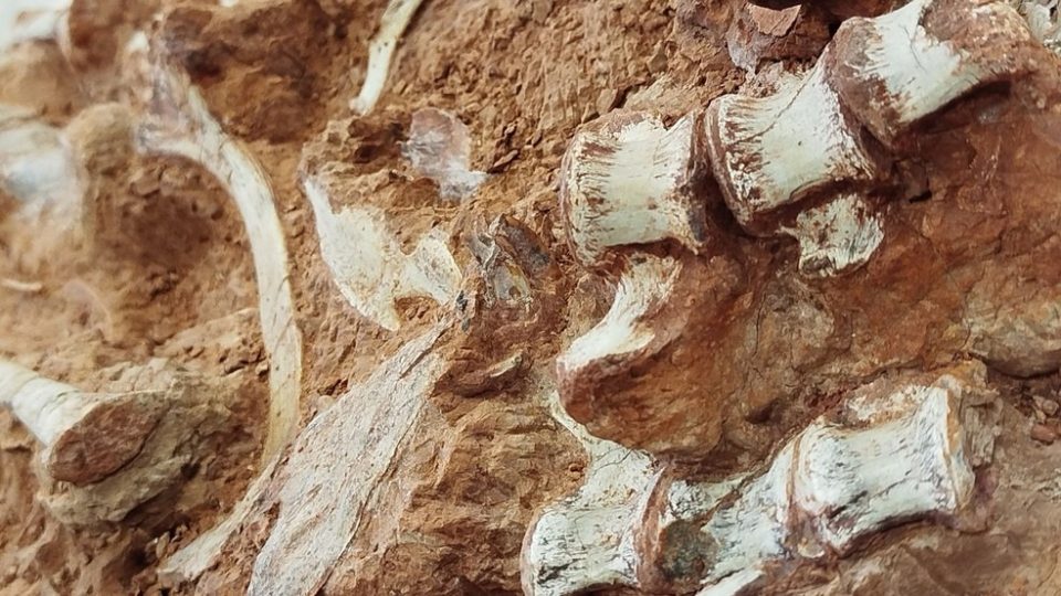 fossil