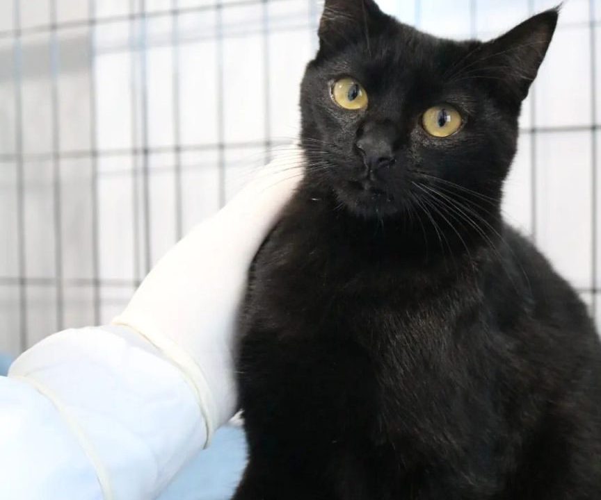 ong-gato-esporotricose