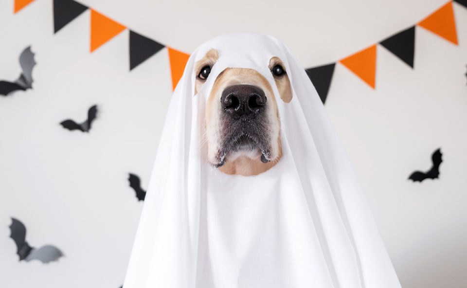 evento-halloween-pets-shopping-crystal