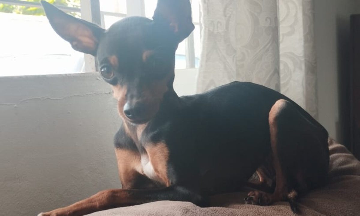 cadela-desaparece-cajuru