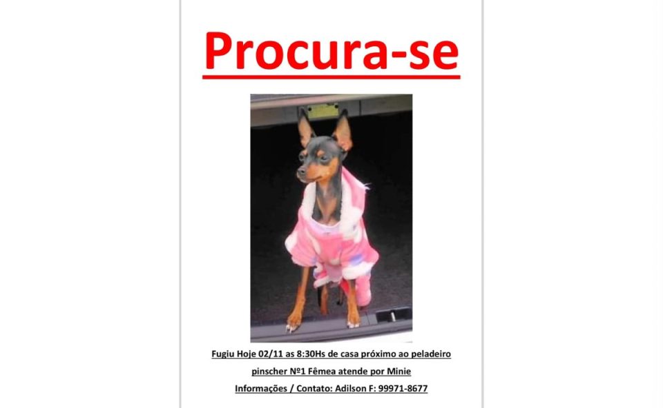 cartaz-cadela-desaprecida