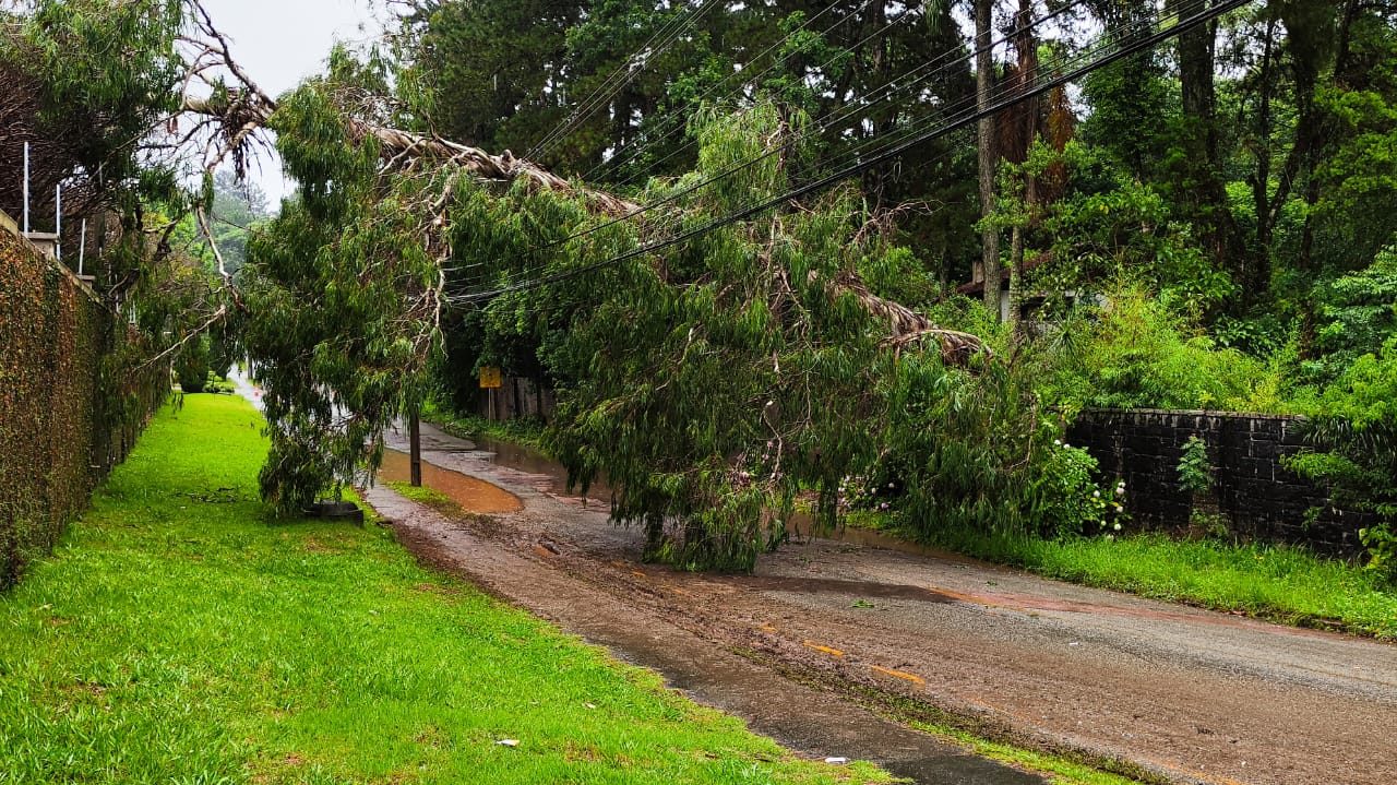 queda-de-arvore-bloqueia-rua-curitiba