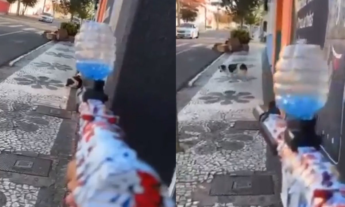 homem-gravou-video-utilizando-arma-eletrica-em-gel-contra-cachorro-preso-maus-tratos