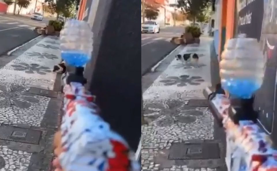 homem-gravou-video-utilizando-arma-eletrica-em-gel-contra-cachorro-preso-maus-tratos