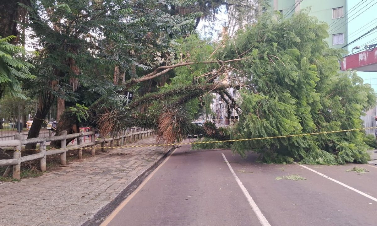 arvore-grande-porte-cai-sobre-rua-e-causa-transtornos-transito-regiao-passeio-publico