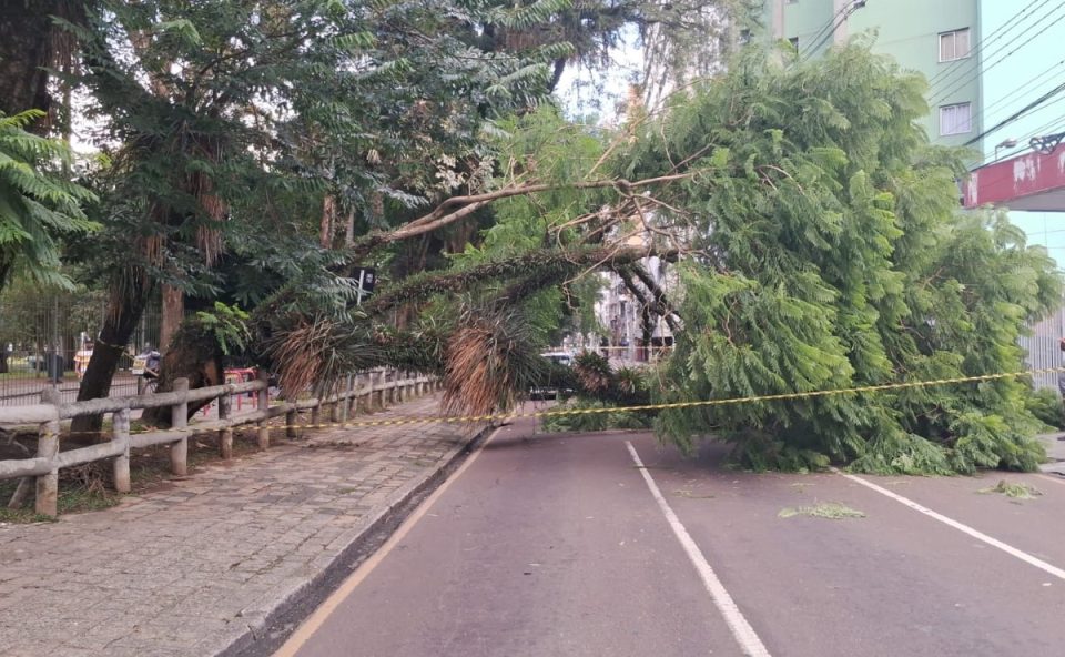 arvore-grande-porte-cai-sobre-rua-e-causa-transtornos-transito-regiao-passeio-publico