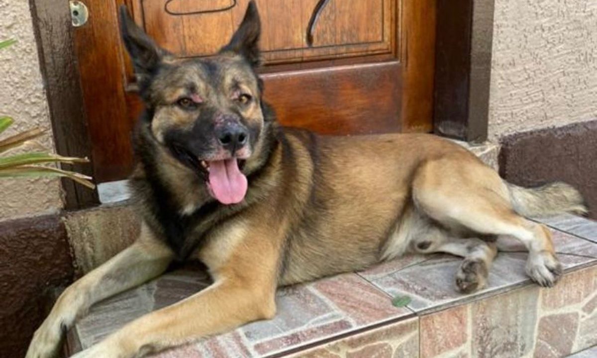 cachorro-fugiu-maus-tratos