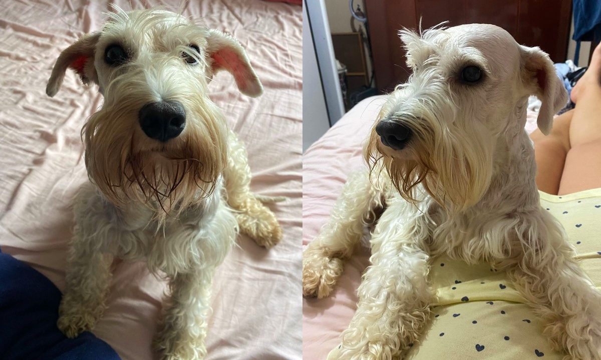 cachorro-jupiter-foge-lindoia-curitiba