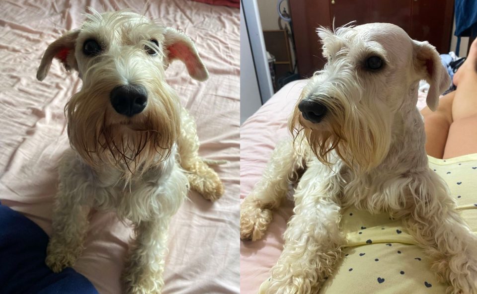 cachorro-jupiter-foge-lindoia-curitiba
