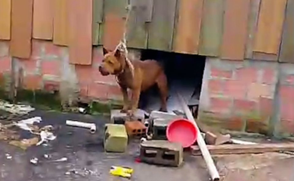 cachorros-abandonados-invasao-tatuquara-curitiba-1