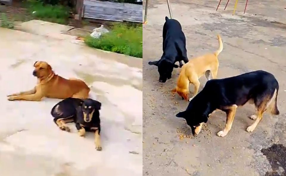 cachorros-abandonados-invasao-tatuquara-curitiba