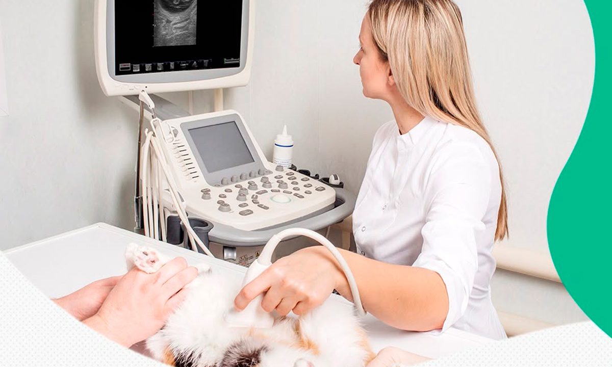 LeVet-Protege-plano-pets-curitiba-1