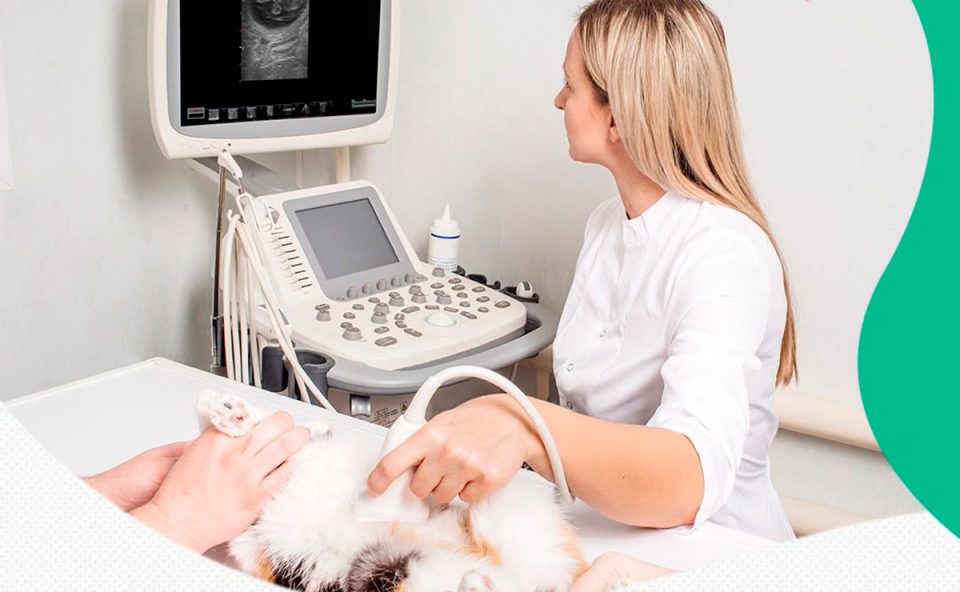 LeVet-Protege-plano-pets-curitiba-1