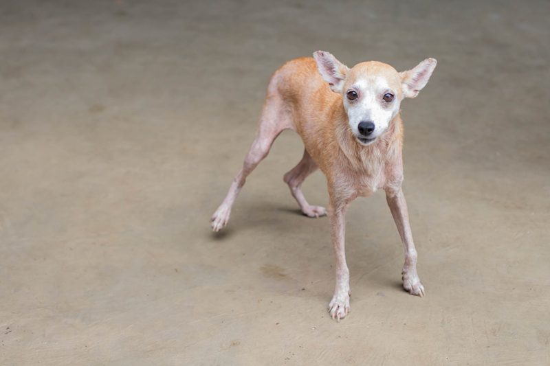 cachorros-resgatados-invasao-britanite-adocao-curitiba (5)