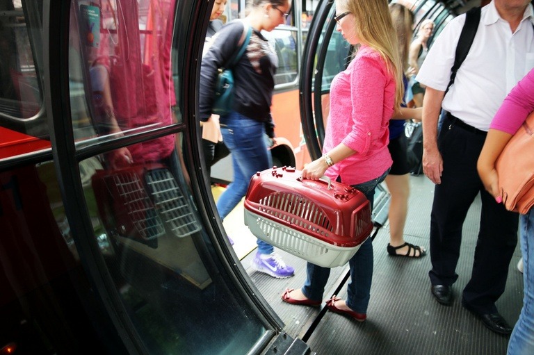 pets-animais-estimação-onibus-curitiba