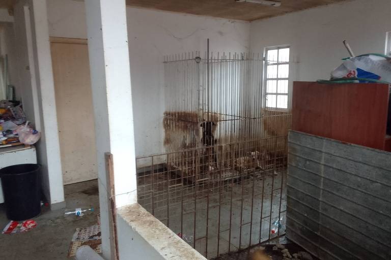 abrigo-animais-curitiba-justila