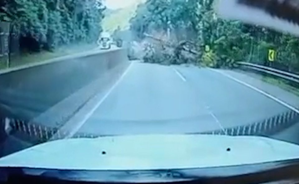 Perícia confirma que árvore foi cortada com motosserra antes de acidente que matou motorista na BR-277; veja vídeo