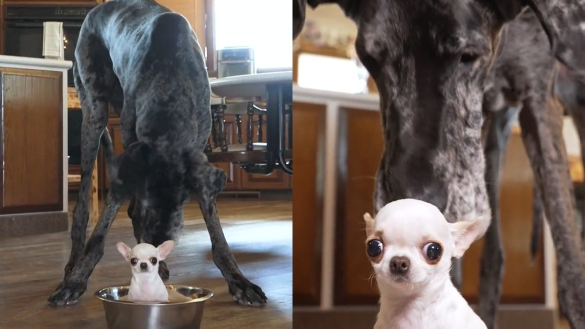 encontro-cachorro-mais-alto-mais-baixo-mundo