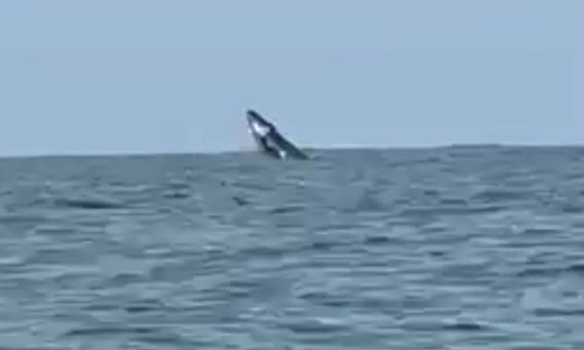 baleias-jubarte-litoral-parana