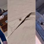 biologo-aranhas-marrons-curitiba