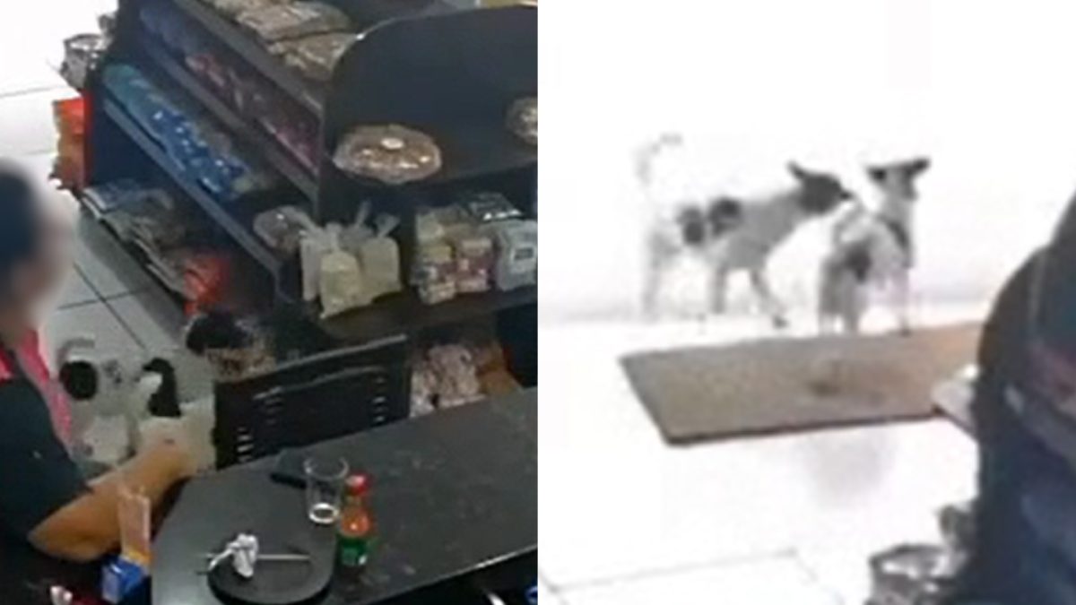 cachorro-furto-torresmo
