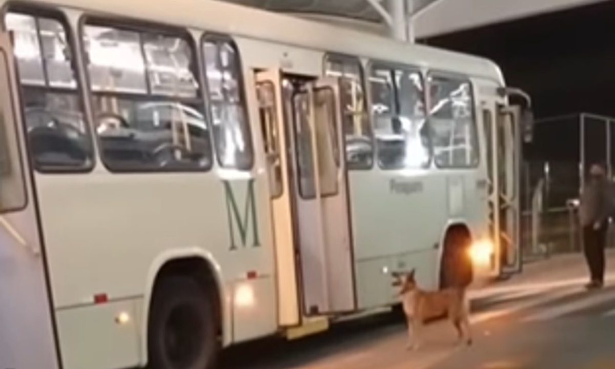 cachorro-terminal-brincando-motorista-piraquara