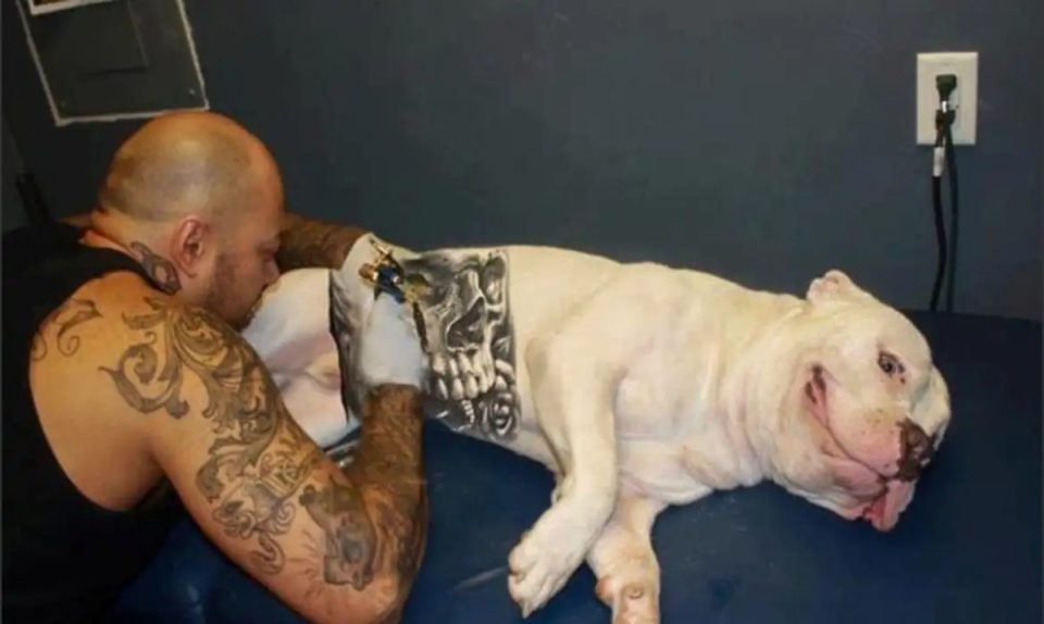 cachorro-tatuando