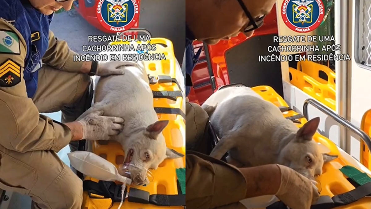 cadela-resgatada-incendio-casa-curitiba-capa
